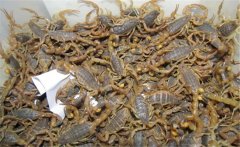 養(yǎng)蝎子需要投資多少錢，養(yǎng)殖蝎子一年賺多少？