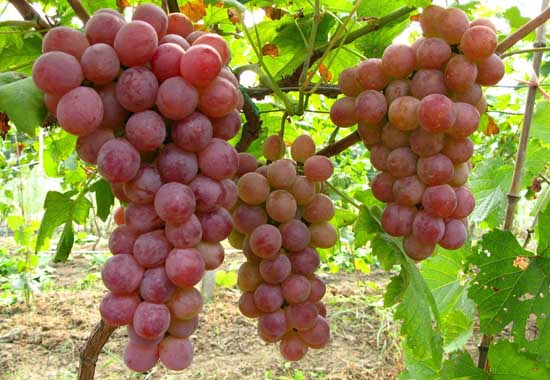提子和葡萄的區(qū)別有哪些 葡萄種植技術(shù)