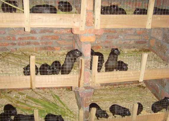 竹鼠養(yǎng)殖場日常工作管理方案 竹鼠管理技術(shù)