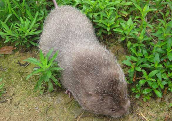 竹鼠養(yǎng)殖過程中的病患的辨別和特征 竹鼠疾病防治