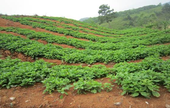 貴州適宜種植的中藥材有哪些 中藥材栽培技術(shù)