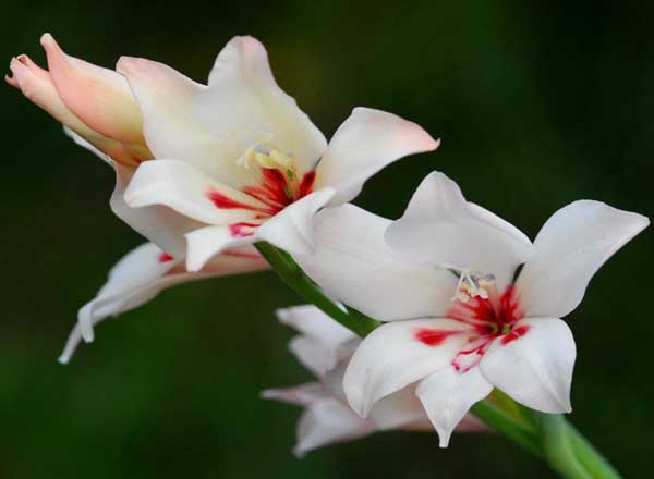 劍蘭的養(yǎng)殖方法 花卉怎么養(yǎng)