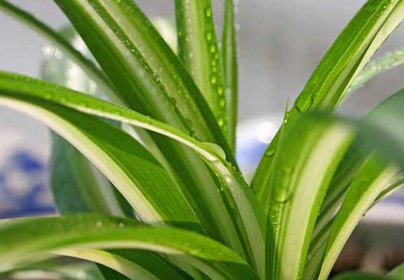 金心吊蘭的養(yǎng)殖方法 吊蘭的養(yǎng)殖方法