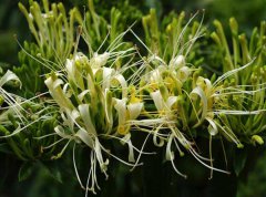 山銀花與金銀花的區(qū)別有哪些？