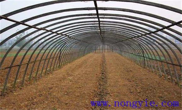 種植時間與種植前的準(zhǔn)備工作