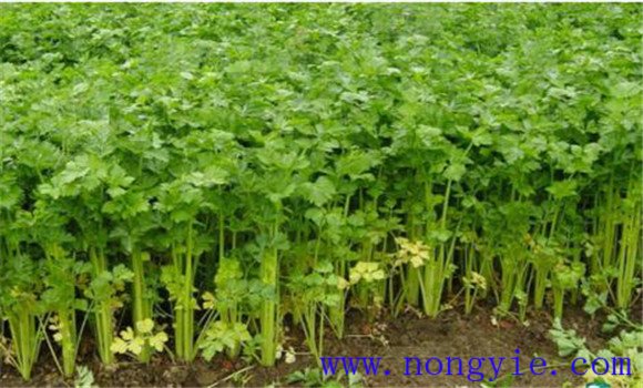 控制施肥的原則性要求