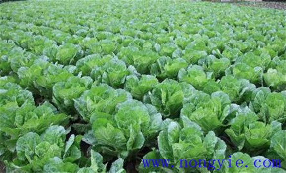 白菜施肥方法、用什么肥料