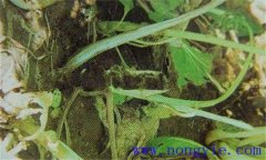 油菜軟腐病危害癥狀、病原 油菜軟腐病如何防治