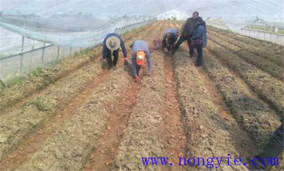 整地、施肥