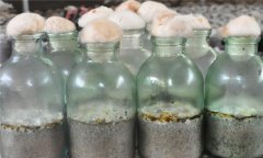 什么是優(yōu)良的銀耳菌種 銀耳菌種優(yōu)劣的鑒別方法