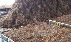 猴頭菇室內(nèi)簡易袋栽培技術(shù)簡介