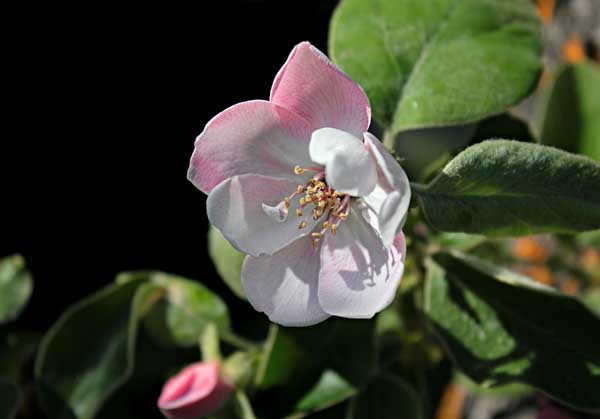 海棠花的養(yǎng)殖方法 海棠怎么養(yǎng)