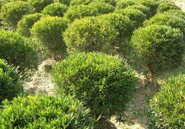 黃楊樹栽培技術(shù) 黃楊種植技術(shù)