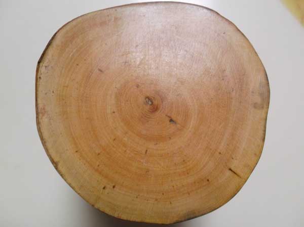 真假黃楊木鑒別方法 黃楊種植方法