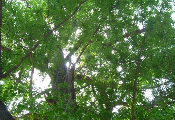 銀杏樹的作用有哪些? 銀杏樹的功效與作用