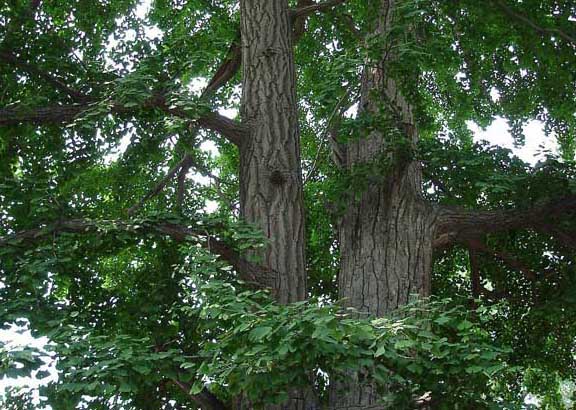 銀杏樹種植技術 銀杏樹栽培技術