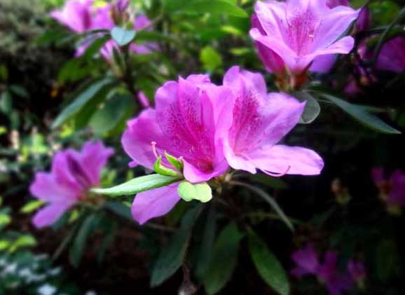 杜鵑花掉葉子怎么辦? 杜鵑花掉葉子怎么辦