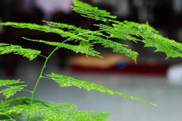 文竹的養(yǎng)殖方法 文竹怎么養(yǎng)