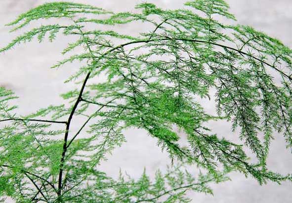 文竹怎么養(yǎng)才能生長得好? 文竹的養(yǎng)殖方法