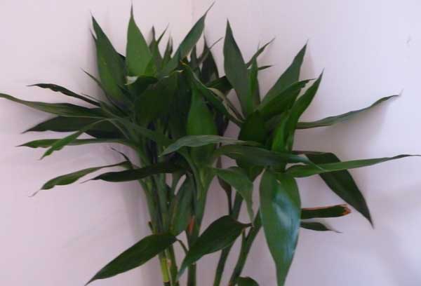 水養(yǎng)富貴竹發(fā)黃怎么辦? 富貴竹種植方法