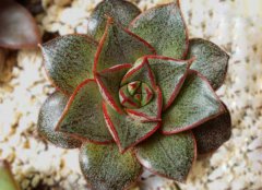 常見的多肉植物怎么養(yǎng)？