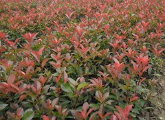 紅葉石楠怎么繁殖?