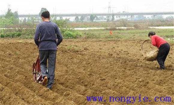 施足底肥，精細(xì)整地