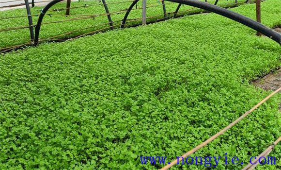 西芹秧苗的育苗標(biāo)準