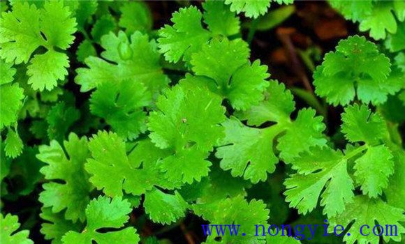 怎樣種芫荽，種芫荽的方法