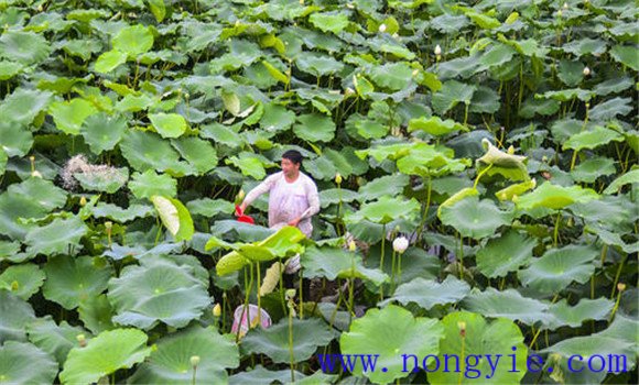 耘草、摘葉