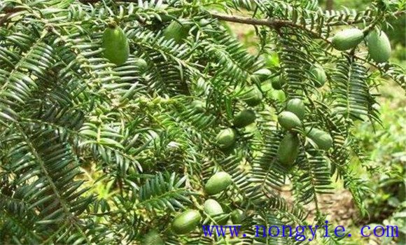 香榧種植管理技術