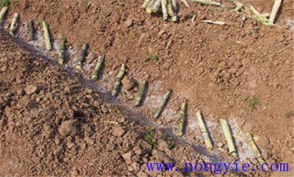 果蔗怎樣種植與管理