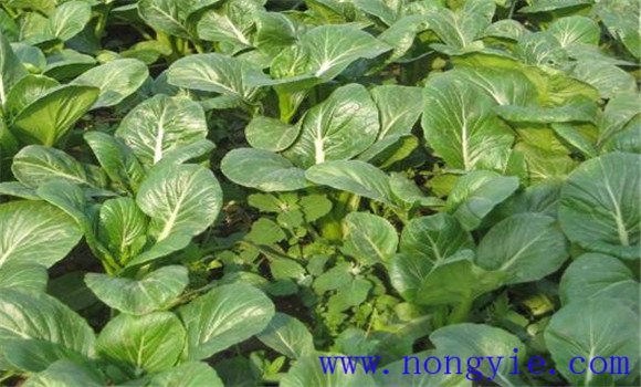 適當(dāng)密植，及時(shí)間苗