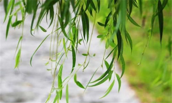 柳樹葉的藥用價(jià)值是什么