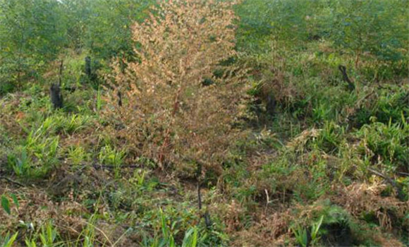 桉樹(shù)枯萎病發(fā)病原因