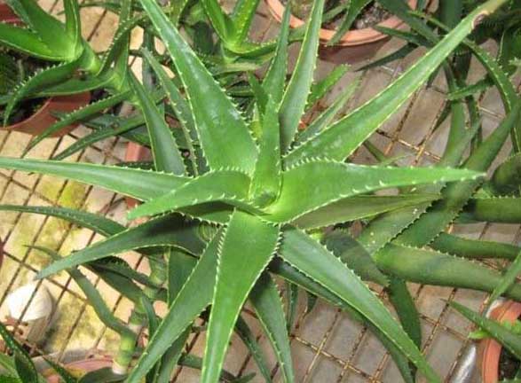 蘆薈的栽培技術(shù)