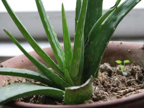 蘆薈養(yǎng)殖方法