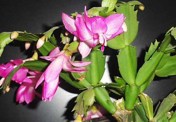 蟹爪蘭的養(yǎng)殖方法 蟹爪蘭的栽培技術(shù)