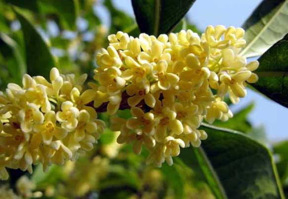 桂花的功效與作用 桂花的功效與作用