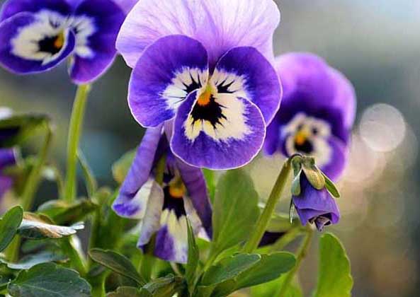 紫羅蘭-有關(guān)紫羅蘭的資料 紫羅蘭圖片