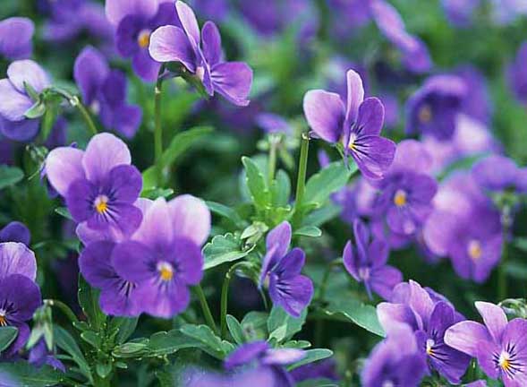 紫羅蘭-有關(guān)紫羅蘭的資料 紫羅蘭圖片