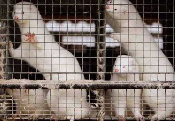 水貂-有關(guān)水貂的知識(shí) 水貂圖片