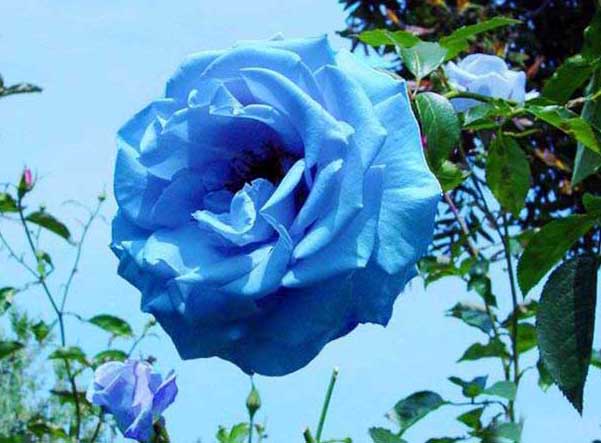 藍(lán)色妖姬-有關(guān)藍(lán)色妖姬的知識(shí) 藍(lán)色妖姬圖片