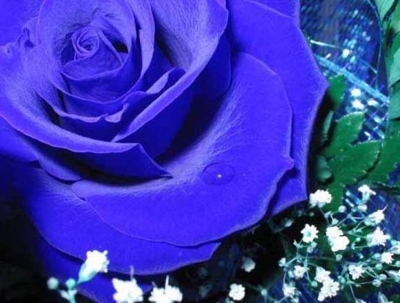 藍(lán)色妖姬-有關(guān)藍(lán)色妖姬的知識(shí) 藍(lán)色妖姬圖片