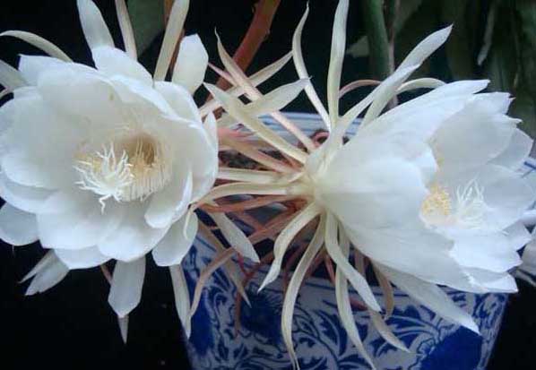 曇花-有關曇花的資料 曇花圖片