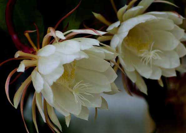 曇花-有關曇花的資料 曇花圖片