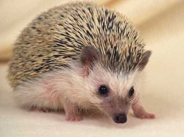 刺猬-有關(guān)刺猬的資料 刺猬圖片