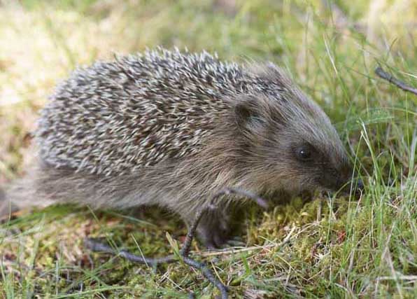 刺猬-有關(guān)刺猬的資料 刺猬圖片