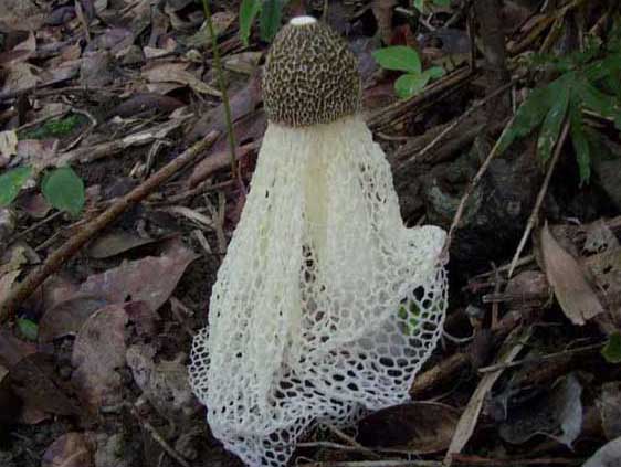 長(zhǎng)裙竹蓀-有關(guān)長(zhǎng)裙竹蓀的知識(shí) 長(zhǎng)裙竹蓀圖片