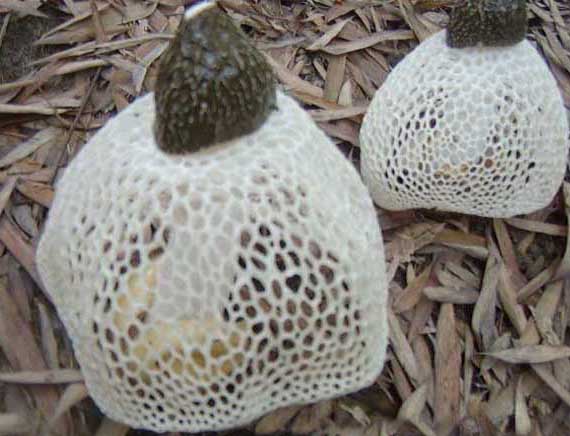 長(zhǎng)裙竹蓀-有關(guān)長(zhǎng)裙竹蓀的知識(shí) 長(zhǎng)裙竹蓀圖片